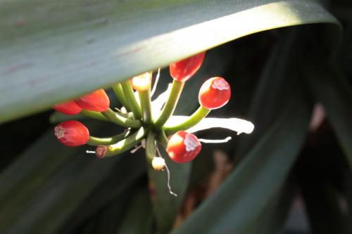 Hortus Botanicus, Leiden, winter 2011